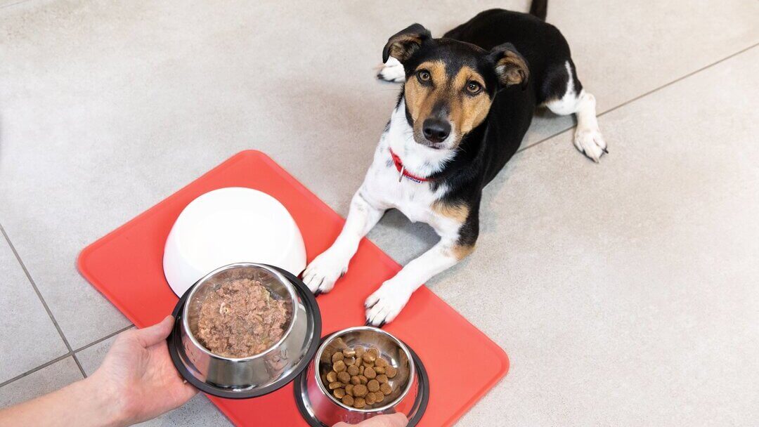 How much kibble outlet should a puppy eat